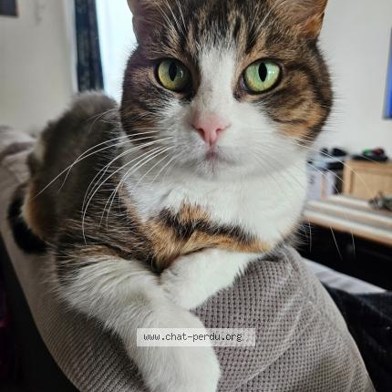 Photo 1/1 Paillette Chat perdu à Ballan mire