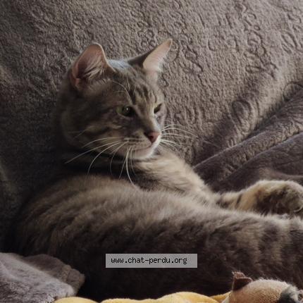 Photo de chat perdu à Saint Loubes