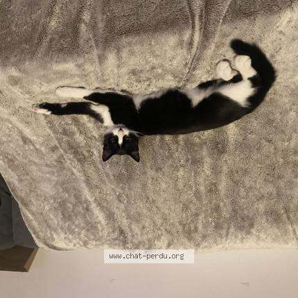 Photo de chat perdu à La Haye Du Puit
