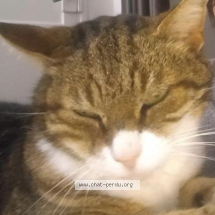 Photo 1/1 Mouchou Chat perdu à Saint martin la sauvete