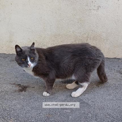 Photo de chat trouvé à Marseille