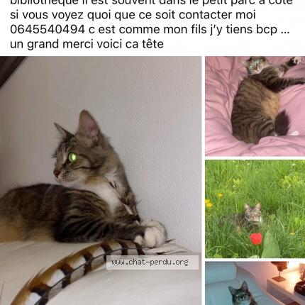 Photo 1/1 Lemon Chat perdu à Courcelle chaussy