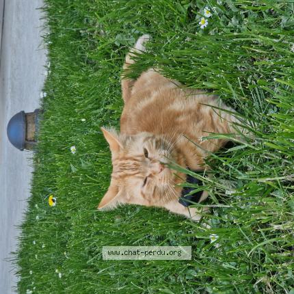 Photo de chat perdu à Bagnolet