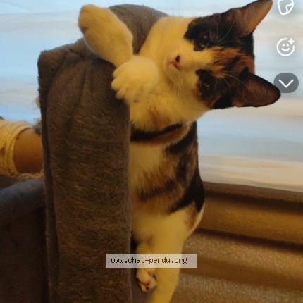 Photo de chat perdu à Schiltigheim