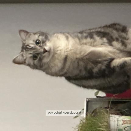 Photo de chat perdu à Wasquehal