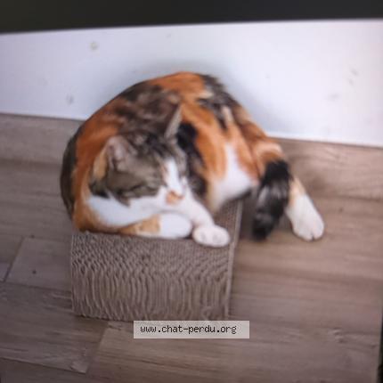 Photo 1/1 Chat retrouvé Perdu à Martigne Sur Mayenne