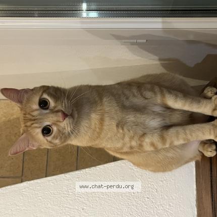Photo de chat perdu à St Louis De Montferrand