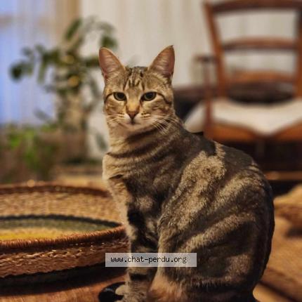 Photo 1/1 Zoé Chat perdu à Entraigues sur la sorgue