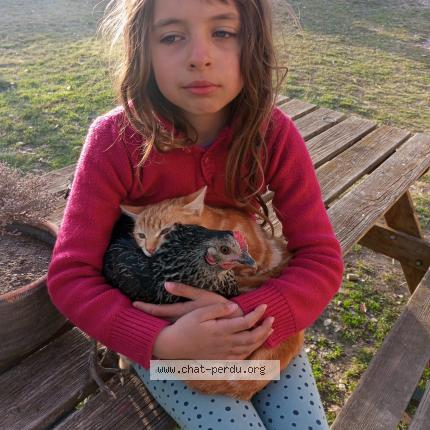 Photo 1/1 Marie Liardet Chat perdu à Entrepierres