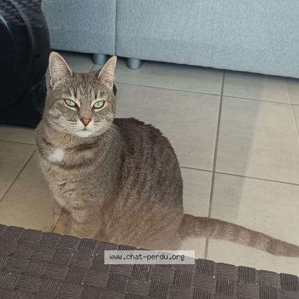 Photo 1/1 Mèfi Chat perdu à Vulbens