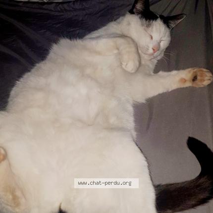 Photo 1/1 Chat retrouvé Perdu à Montpellier