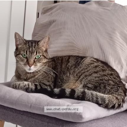 Photo 1/1 Trigroune Chat perdu à Chevigny saint sauveur