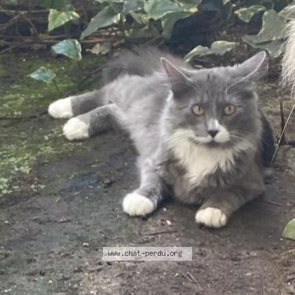 Photo 1/1 Chat retrouvé Perdu à Franconville