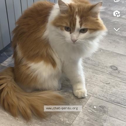 Photo 1/1 Sakura Chat perdu à Cormede