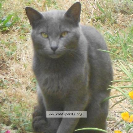 Photo de chat perdu à Vezins