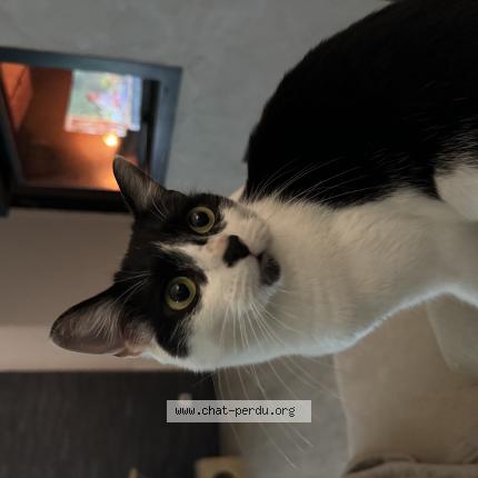 Photo de chat perdu à Glonville