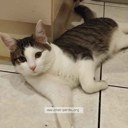 Photo 1/1 Chat retrouvé Perdu à Haguenau