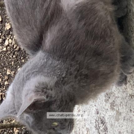 Photo de chat perdu à Saint Claude