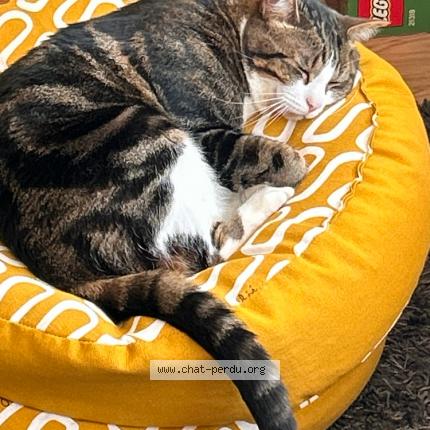 Photo 1/1 Chat retrouvé Perdu à Saint Martin Boulogne