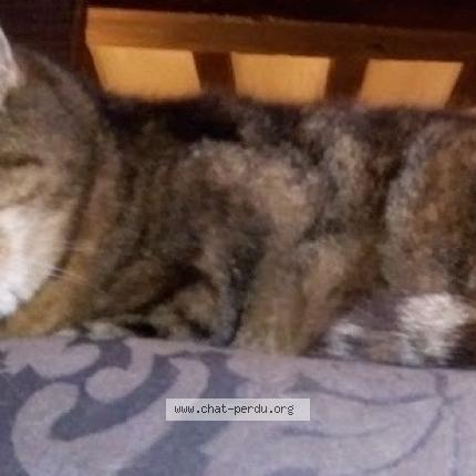 Photo 1/1 Missy Chat perdu à Epreville en lieuvin