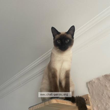 Photo 1/1 Chat retrouvé Perdu à St Jacques De La Lande