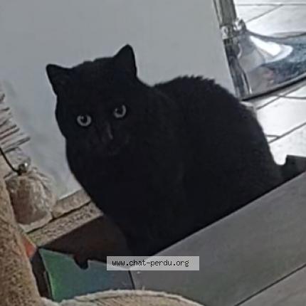 Photo 1/1 Pipo Chat perdu à Les avenieres veyrins thuellin