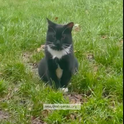 Photo de chat perdu à L Oudon