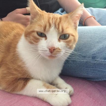 Photo de chat perdu à Cournonsec