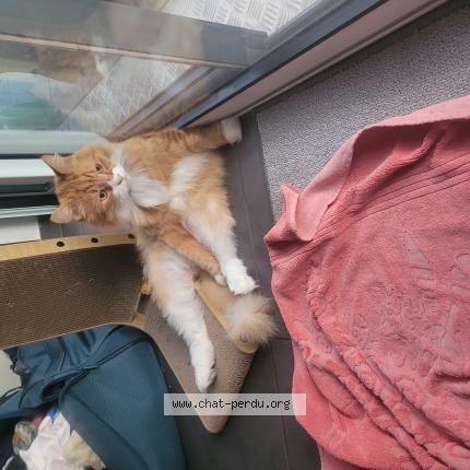 Photo 1/1 Chat retrouvé Perdu à Strasbourg