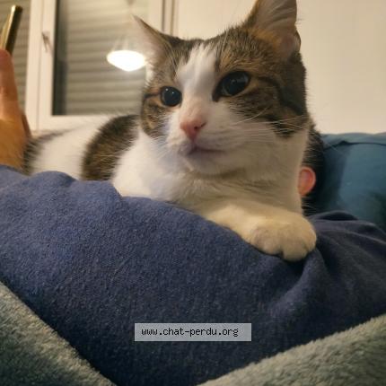 861257 Lisette chat perdu et retrouvé à ZILLISHEIM - Chat Perdu France