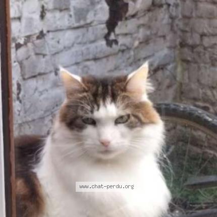Photo 1/1 Chat retrouvé Perdu à Lille