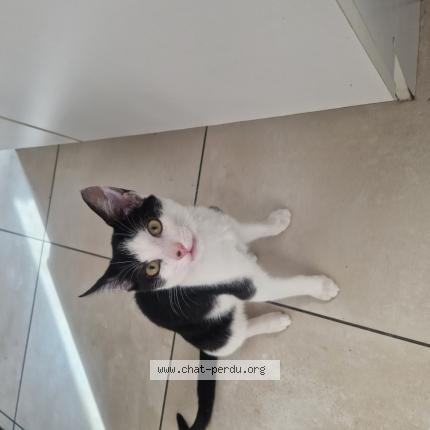 Photo 1/1 Chat retrouvé Perdu à Marboue