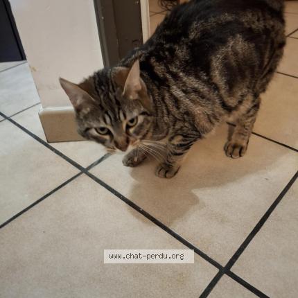 Photo 1/1 Zelda Chat perdu à Villeparisis