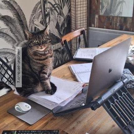 Photo 1/1 Nala Chat perdu à Rosieres pres troyes