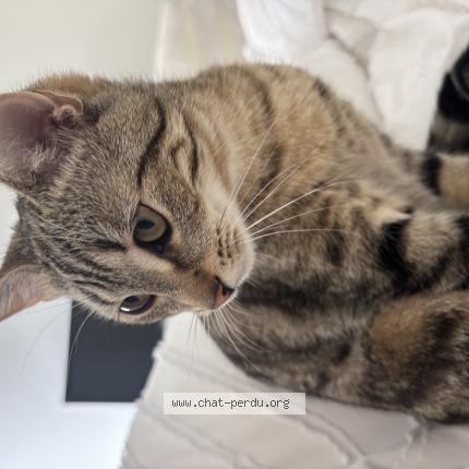 Photo de chat perdu à Viarmes