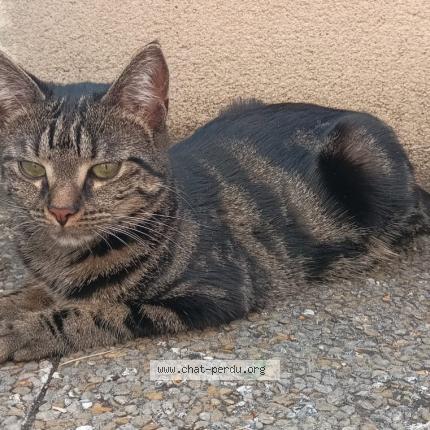 Photo 1/1 Chat retrouvé Perdu à Cormeilles