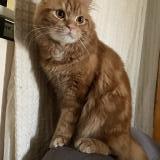 Photo de chat perdu à Taguig