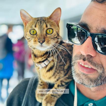 Photo 1/1 Gaïa Chat perdu à Vincennes