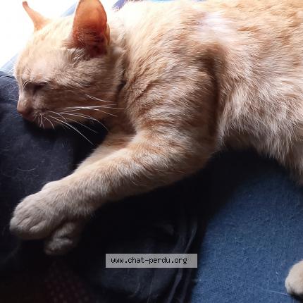 Photo 1/1 BISCUIT Chat perdu à Perpignan