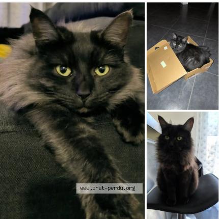 Photo 1/1 Kiara Chat perdu à Orgerus