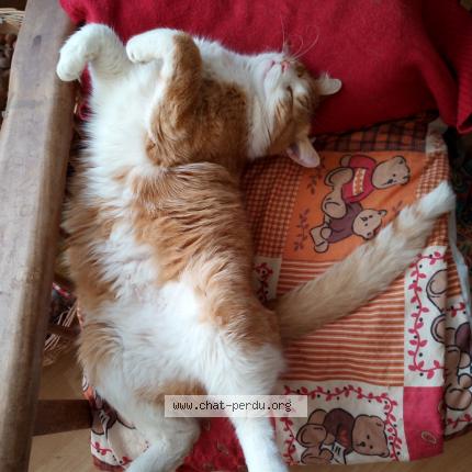 Photo de chat perdu à Avrille