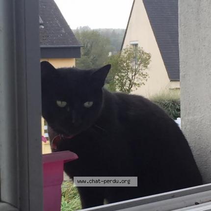 Photo 1/1 Gribouille Chat perdu à Guerlesquin