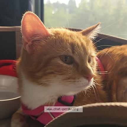 Photo de chat perdu à Nere