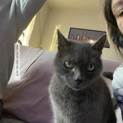 Photo 1/2 Kiki Chat perdu à Forcalqueiret