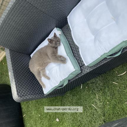 Photo 2/2 Kiki Chat perdu à Forcalqueiret