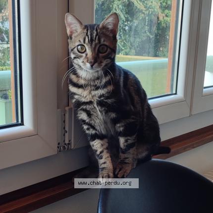 Photo de chat perdu à Annemasse