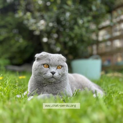 Photo de chat perdu à Saint Remy De La Vanne