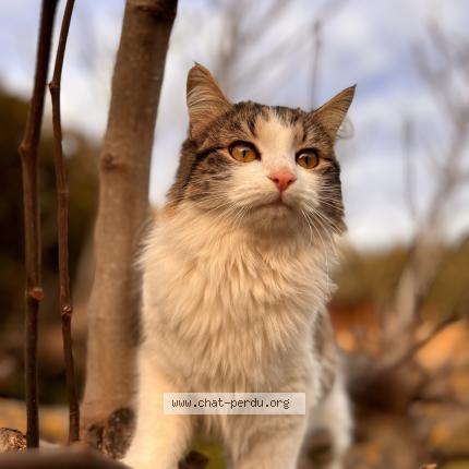 Photo 1/1 Paulette Chat perdu à La crau