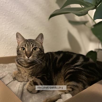 Photo 1/1 Chat retrouvé Perdu à Auxerre
