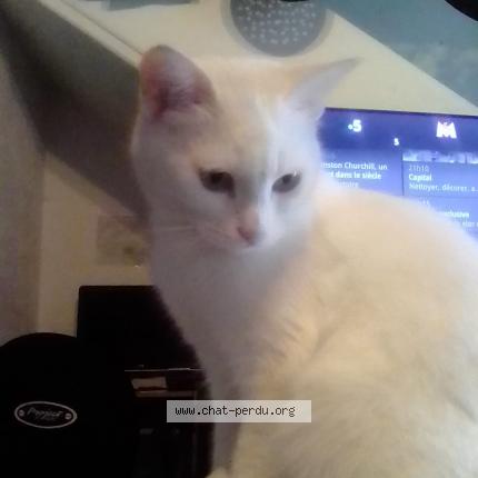 Photo 1/1 Muriel Tessonneau Chat perdu à Entrevaux